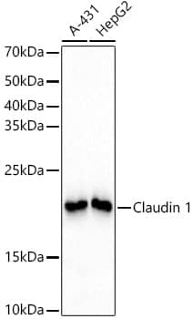 Claudin-1 Antibody (1F8U5)