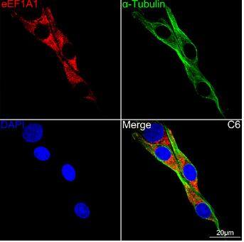 eEF1A1 Antibody (0X0H8)