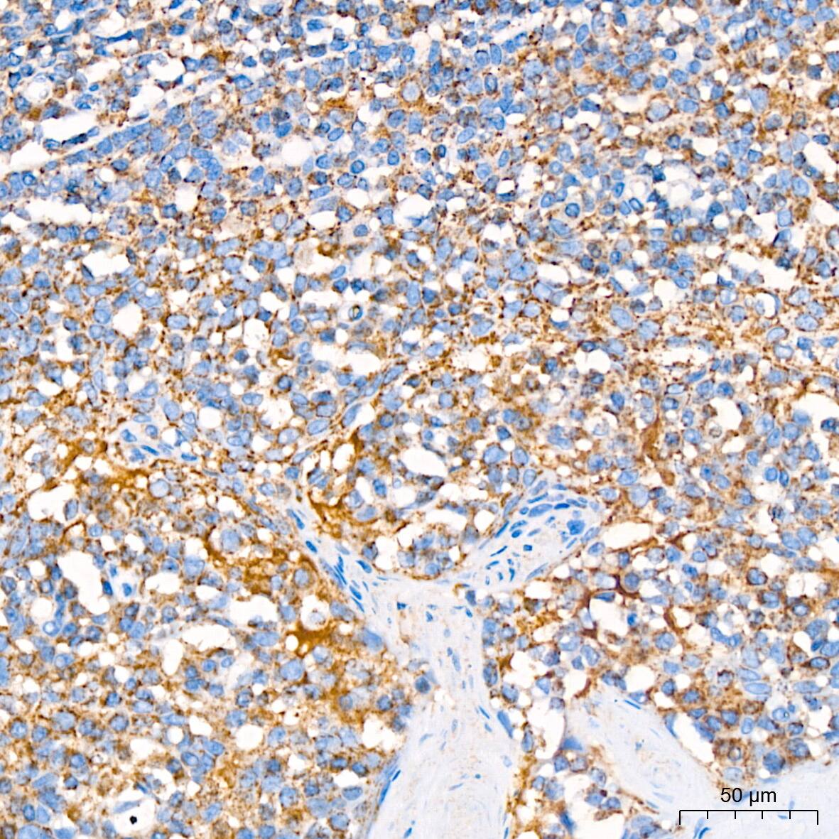 COX4 Antibody (3P8J2)
