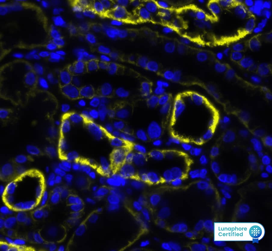 Sodium Potassium ATPase Alpha 1 Antibody (3L6F0) Detection of Sodium Potassium ATPase Antibody in Human Kidney via seqIF™ staining on COMET™