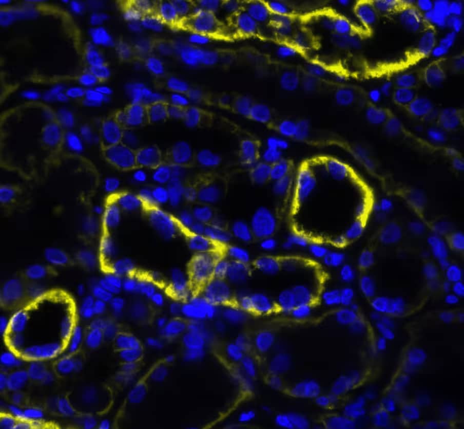 Sodium Potassium ATPase Alpha 1 Antibody (3L6F0) Detection of Sodium Potassium ATPase Antibody in Human Kidney via seqIF™ staining on COMET™
