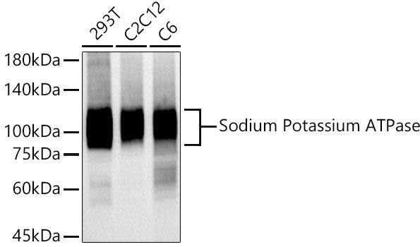Sodium Potassium ATPase Alpha 1 Antibody (3L6F0)