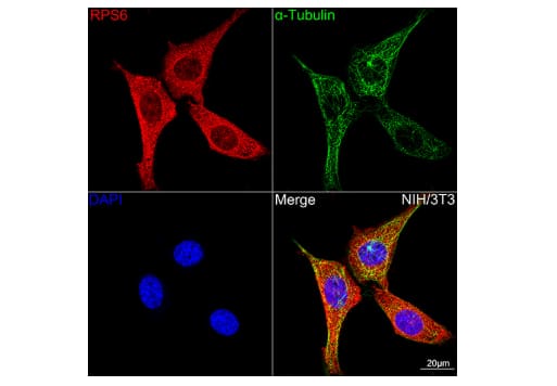 Ribosomal Protein S6/RPS6 Antibody (4C7P4)
