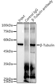 beta Tubulin Antibody (4E9G8)