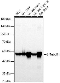 beta Tubulin Antibody (4E9G8)