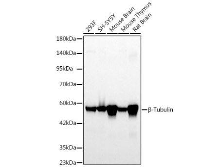 beta Tubulin Antibody (4E9G8)