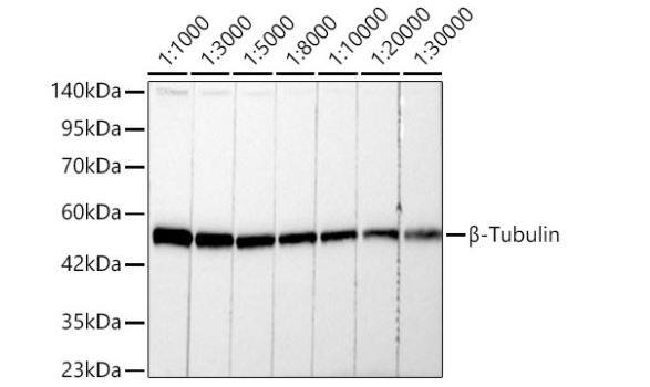 beta Tubulin Antibody (4E9G8)