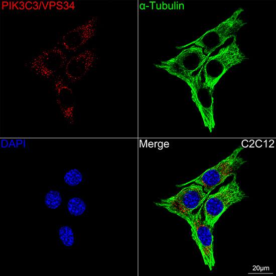 VPS34 Antibody (9U5O3)