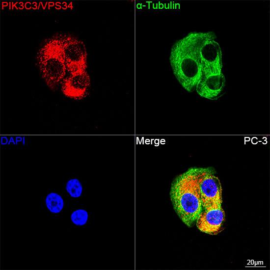 VPS34 Antibody (9U5O3)