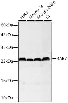 Rab7a Antibody (5A10A4)