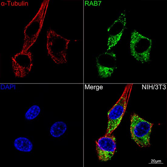 Rab7a Antibody (5A10A4)
