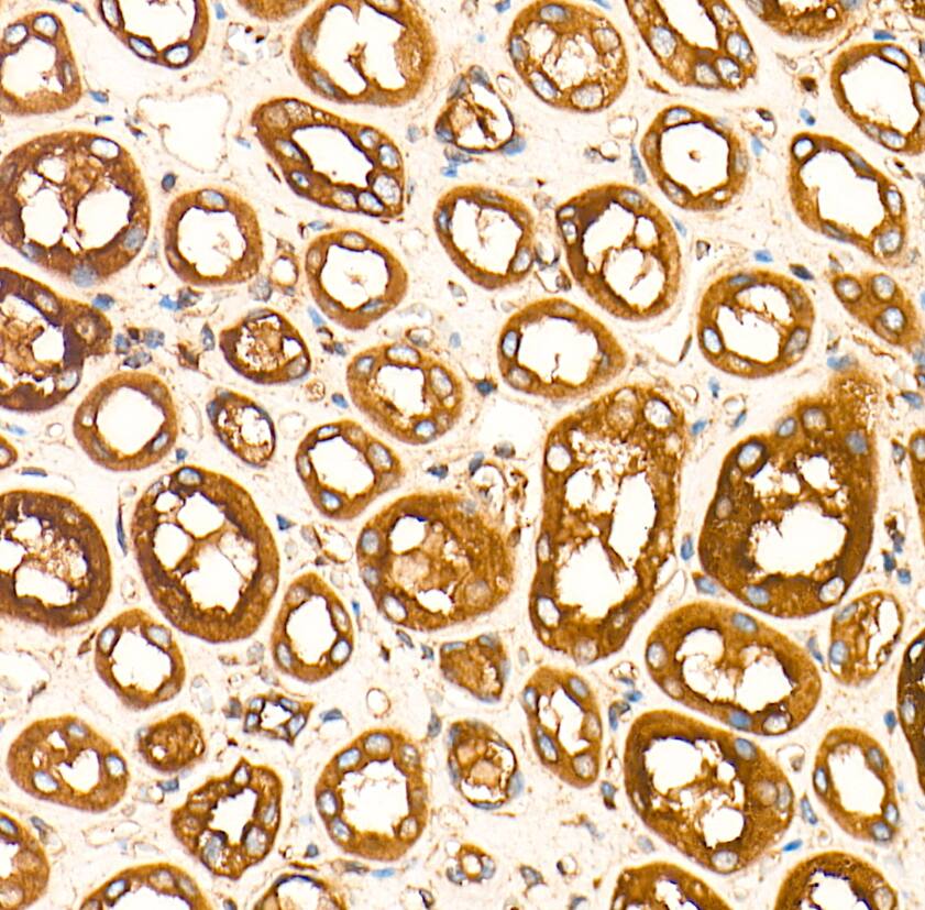Rab7a Antibody (5A10A4)