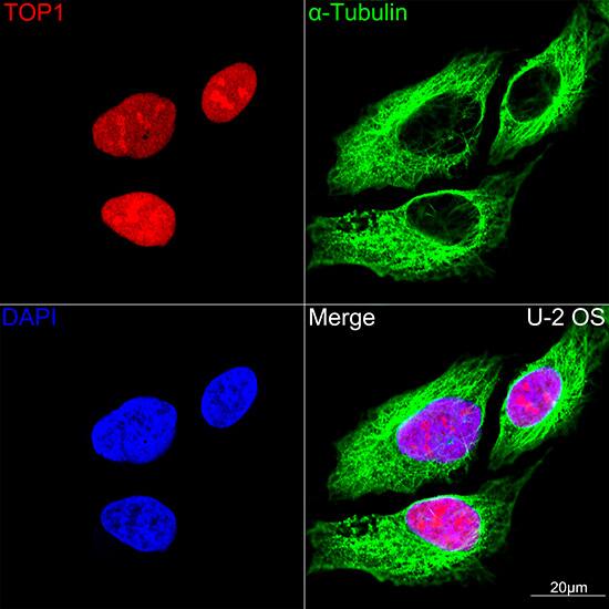 Topoisomerase I Antibody (3D4W6)