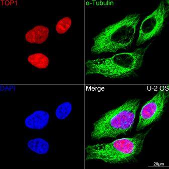 Topoisomerase I Antibody (3D4W6)