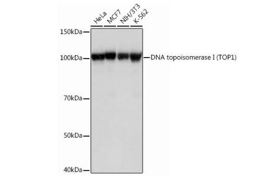 Topoisomerase I Antibody (3D4W6)
