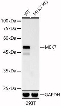 MKK7/MEK7 Antibody (1T3M6)