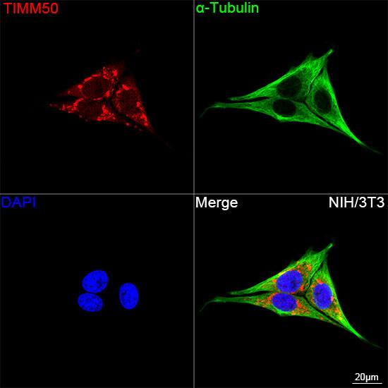 TIMM50 Antibody (0W6J4)