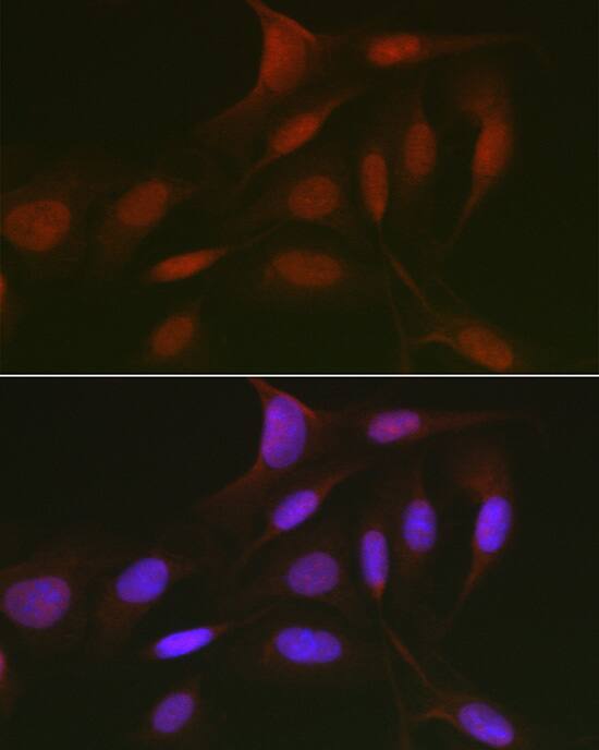 p130 Antibody - Azide and BSA Free