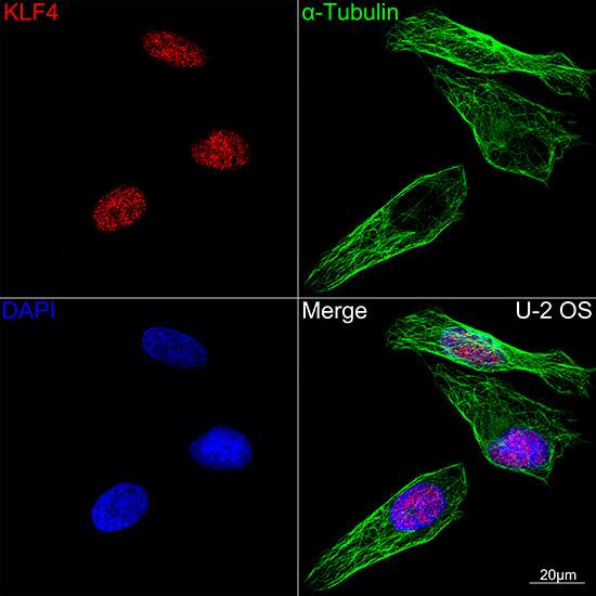 KLF4 Antibody (7B7U1)