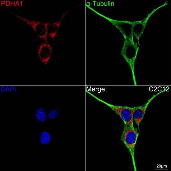 Pyruvate Dehydrogenase E1-alpha subunit Antibody (8Z4N6)