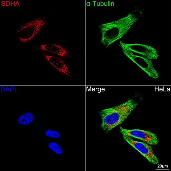 SDHA Antibody (0Y8X5)