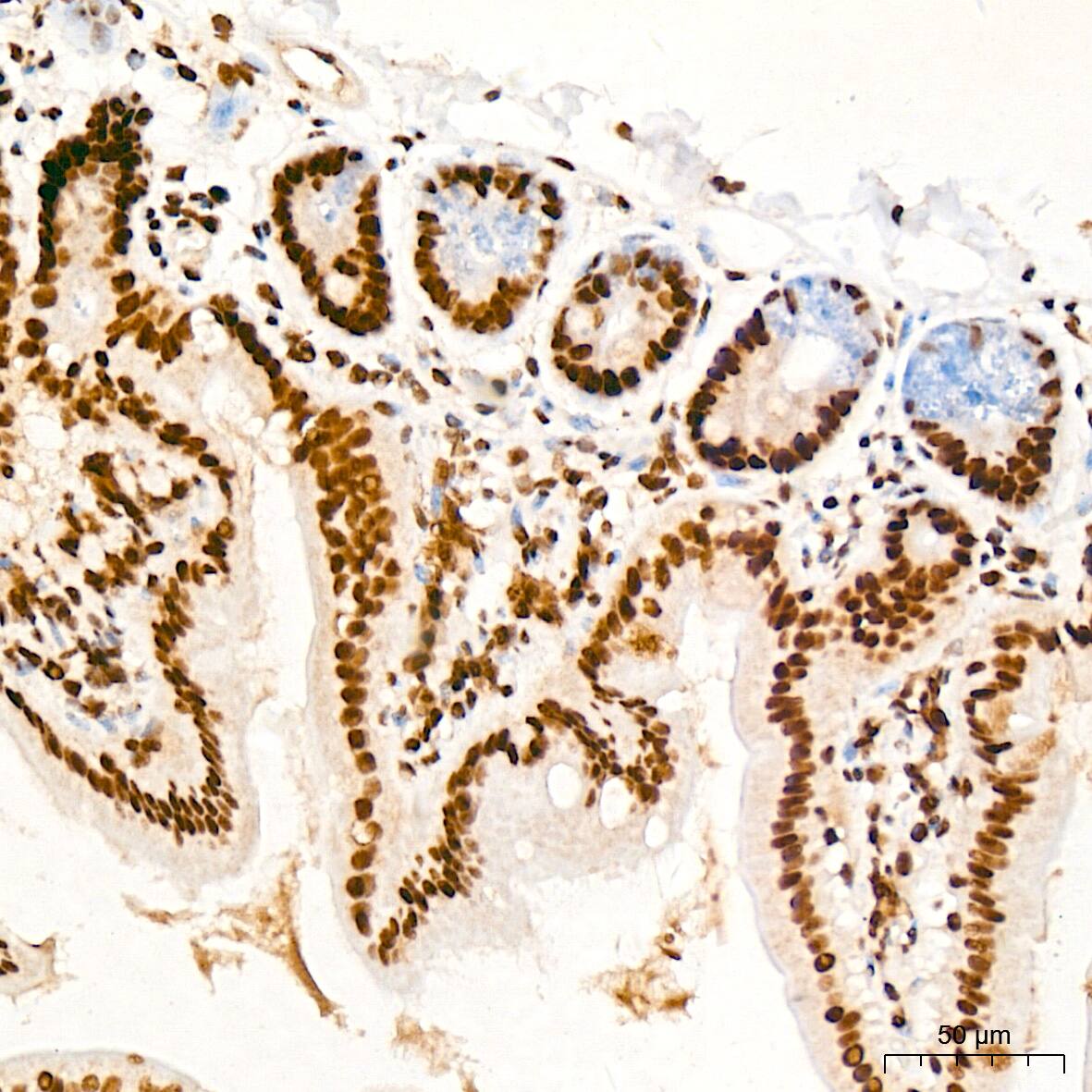 PDCD7 Antibody (8A1Q3)