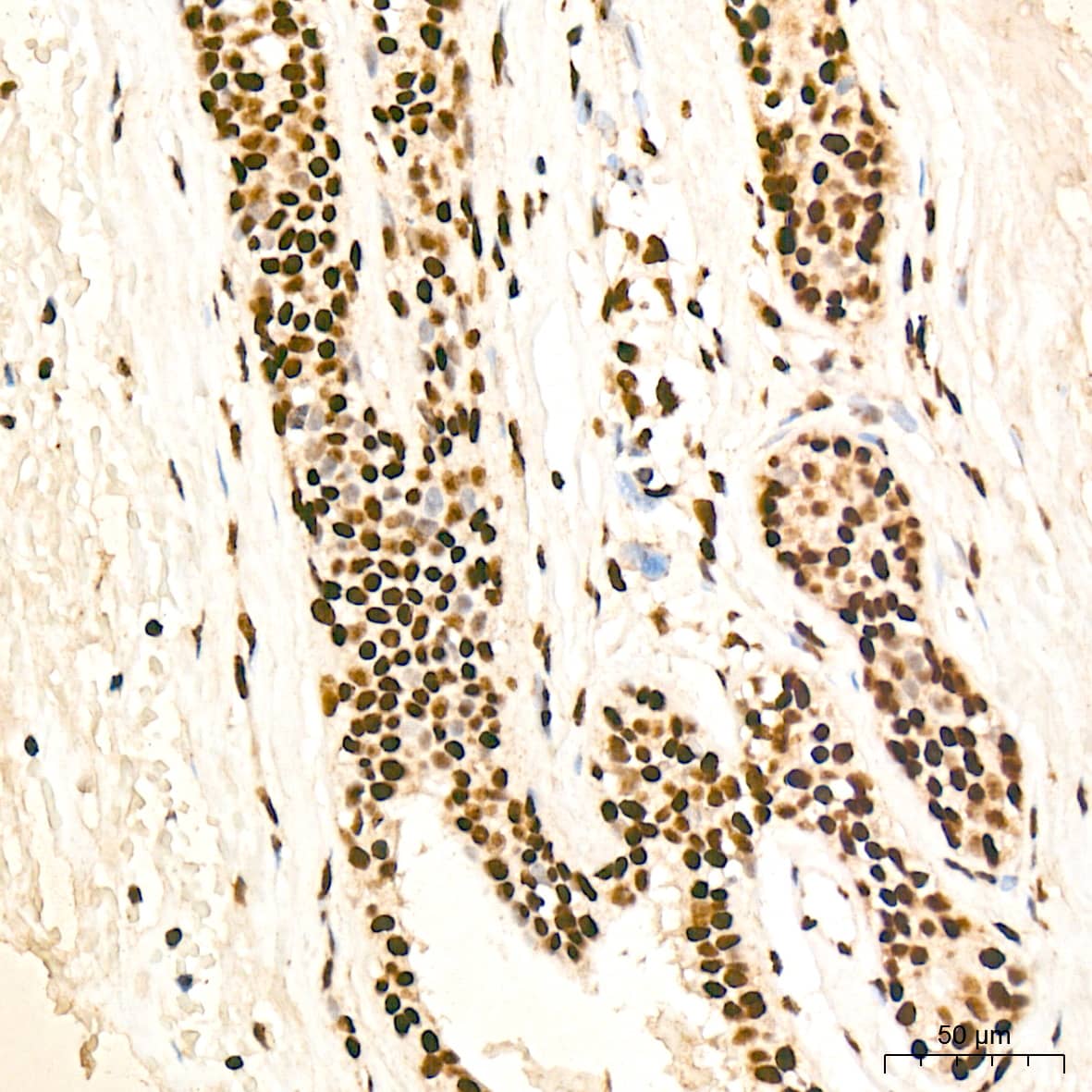 PDCD7 Antibody (8A1Q3)
