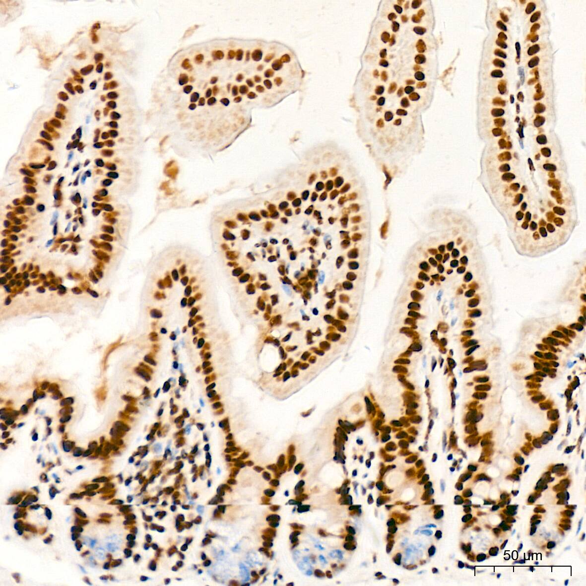 PDCD7 Antibody (8A1Q3)