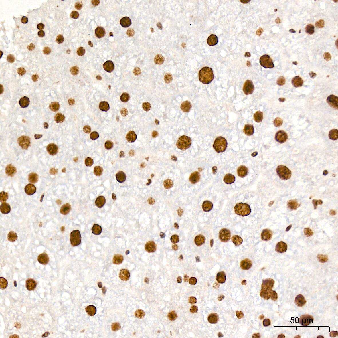 PDCD7 Antibody (8A1Q3)