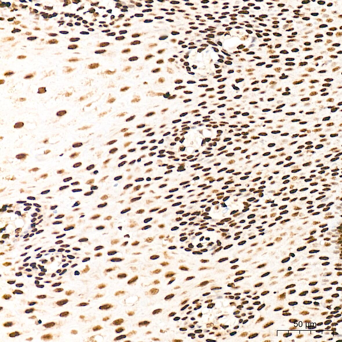 PDCD7 Antibody (8A1Q3)