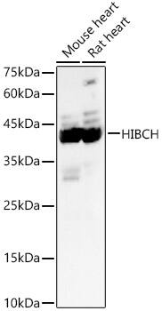HIBCH Antibody - Azide and BSA Free