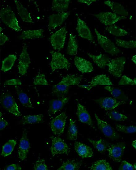 NDUFB1 Antibody - Azide and BSA Free