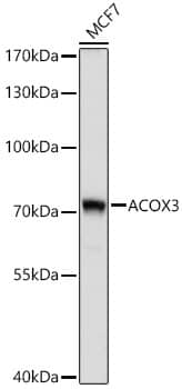 ACOX3 Antibody - Azide and BSA Free