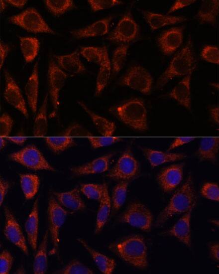 MRPS7 Antibody - Azide and BSA Free