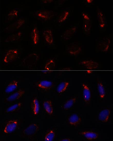 MRPS7 Antibody - Azide and BSA Free