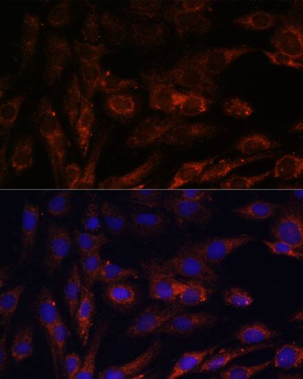 MRPS7 Antibody - Azide and BSA Free
