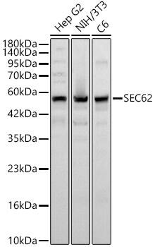 SEC62 Antibody - Azide and BSA Free