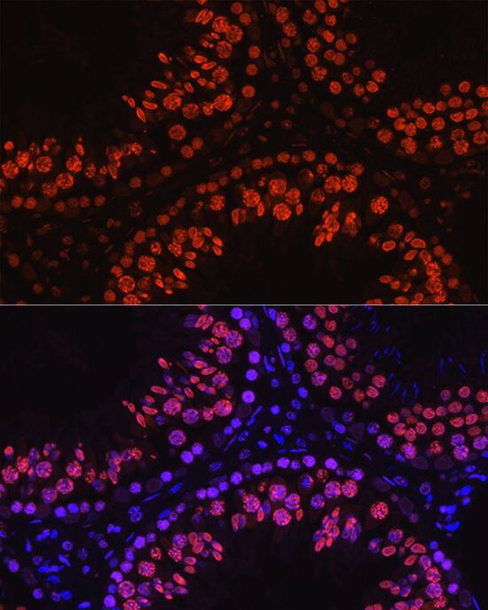 Histone H1T Antibody - Azide and BSA Free