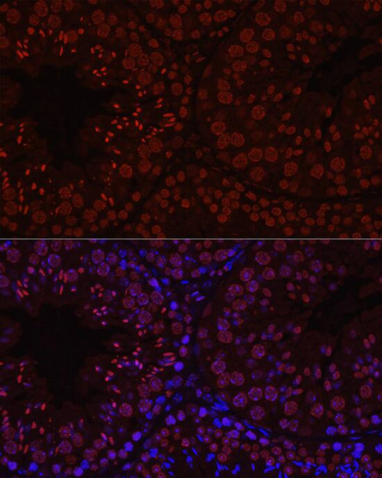 Histone H1T Antibody - Azide and BSA Free