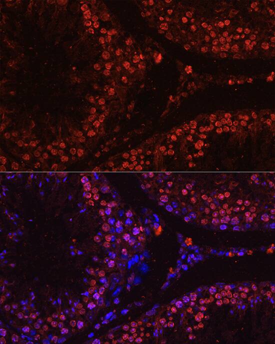 Histone H1T Antibody - Azide and BSA Free