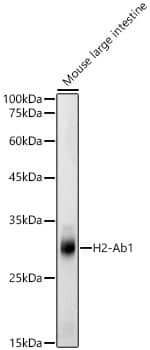 I-Ab Antibody - Azide and BSA Free