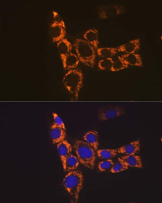 I-Ab Antibody - Azide and BSA Free