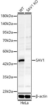 SAV1 Antibody - Azide and BSA Free