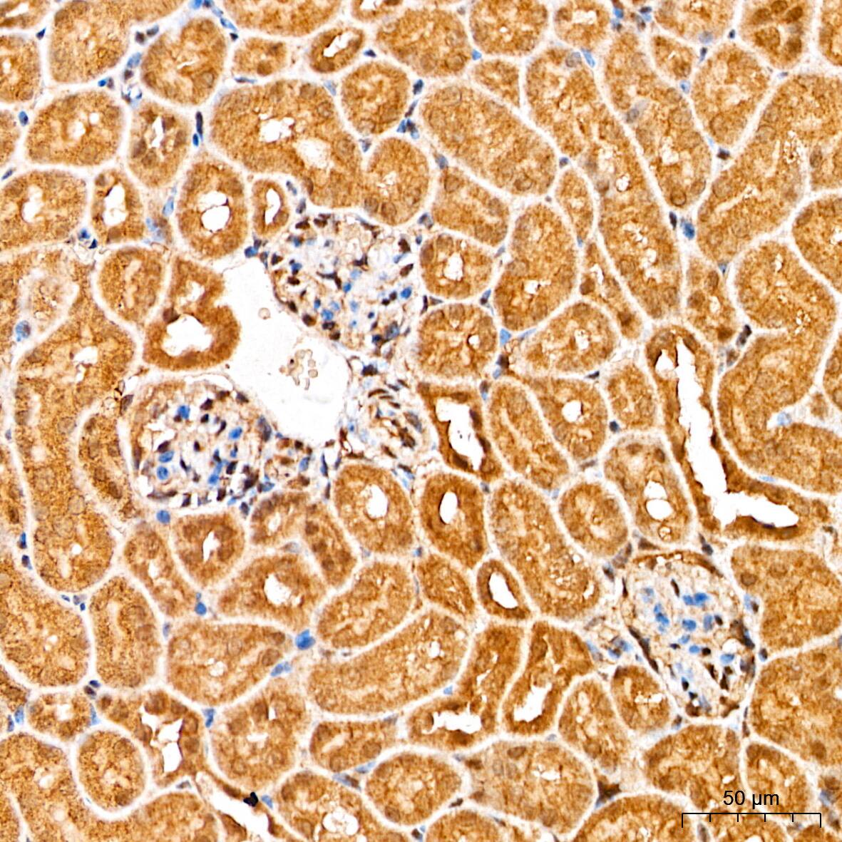 Smad2/3 Antibody - Azide and BSA Free