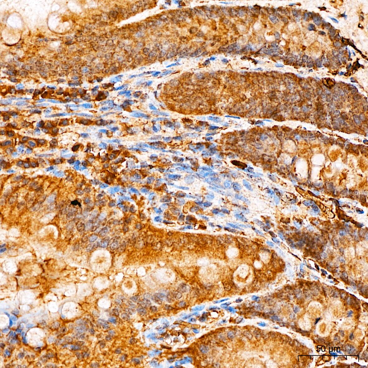 Smad2/3 Antibody - Azide and BSA Free