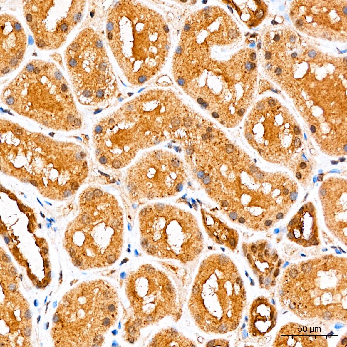 Smad2/3 Antibody - Azide and BSA Free
