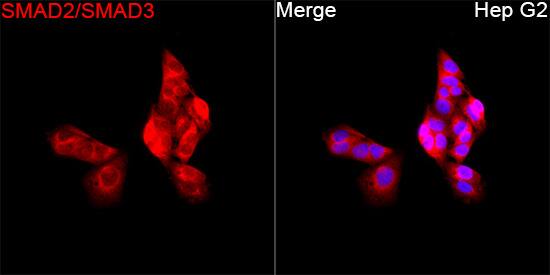 Smad2/3 Antibody - Azide and BSA Free
