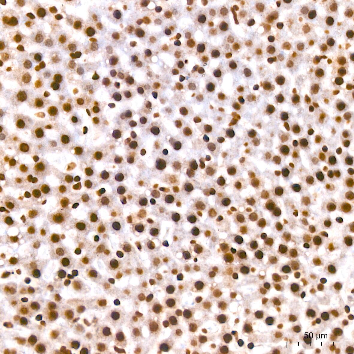 HIST1H2AB Antibody (1P5B6)