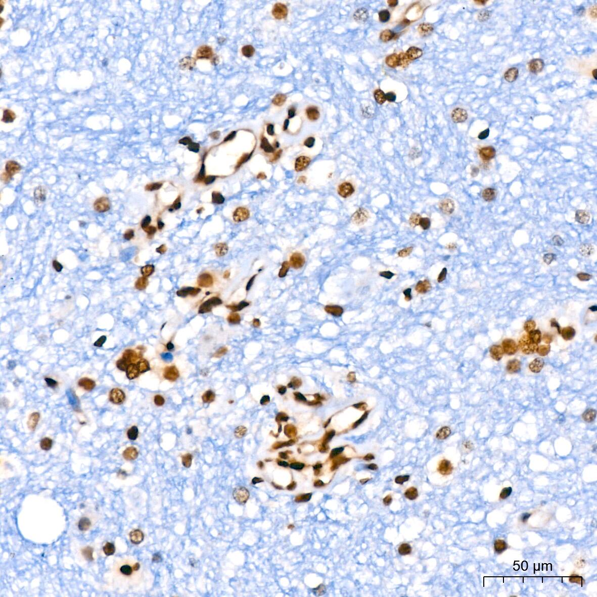 HIST1H2AB Antibody (1P5B6)