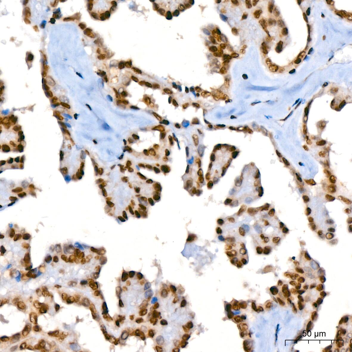 HIST1H2AB Antibody (1P5B6)